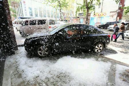 在停放车辆时，能避开就避开这些烦人的杨柳絮